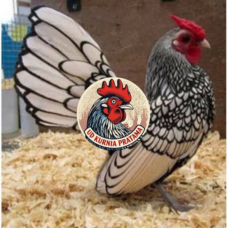 TELUR FERTIL AYAM BATIK ITALY UNTUK DI TETASKAN UD KURNIA PRATAMA