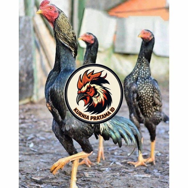 Telur ayam shamo jepang bangkok aduan fertil asli siap ditetaskan - ayam-shamo KURNIA PRATAMA ID