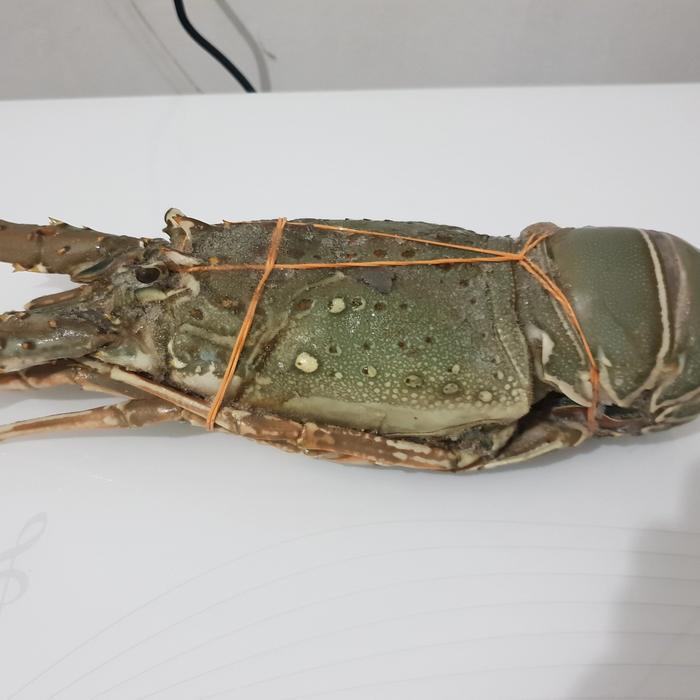 Lobster Laut Pakistan Fresh Frozen