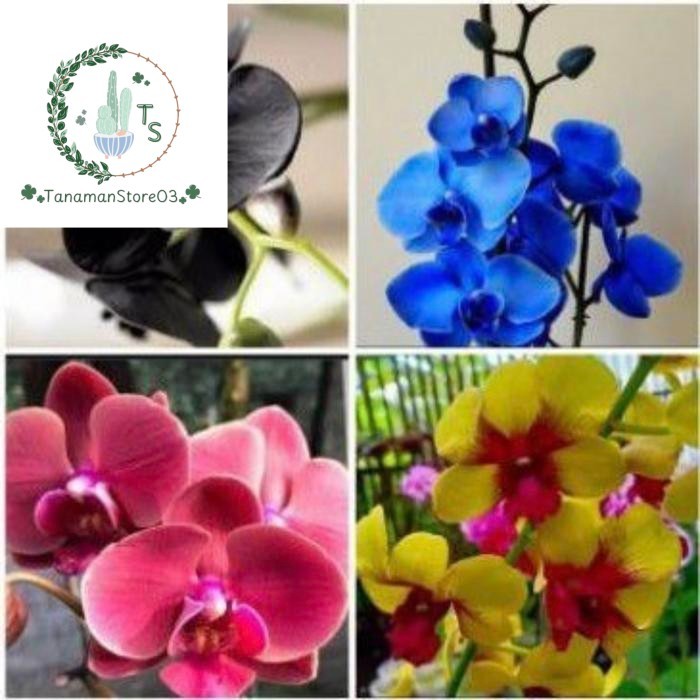 Paket 4 Anggrek Dendrodium Dewasa - Anggrek Dendrobium