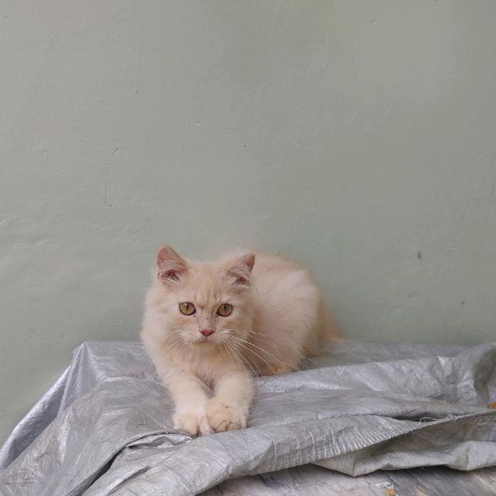 kucing kitten persia medium
