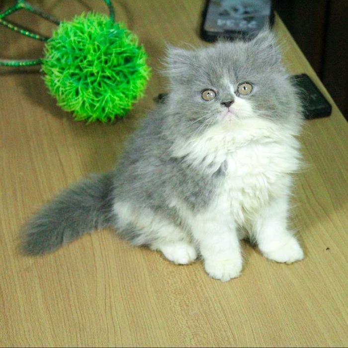 Kucing Persian Flatnose Flatnose Blue Bicolor