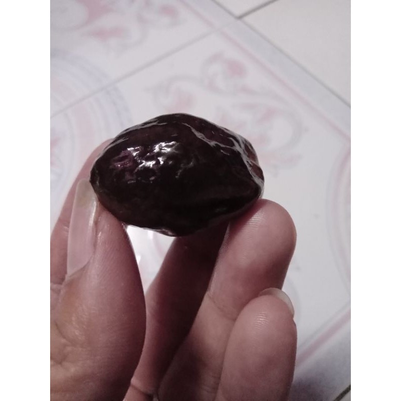 News Arrival muncang adu jawa jayanti