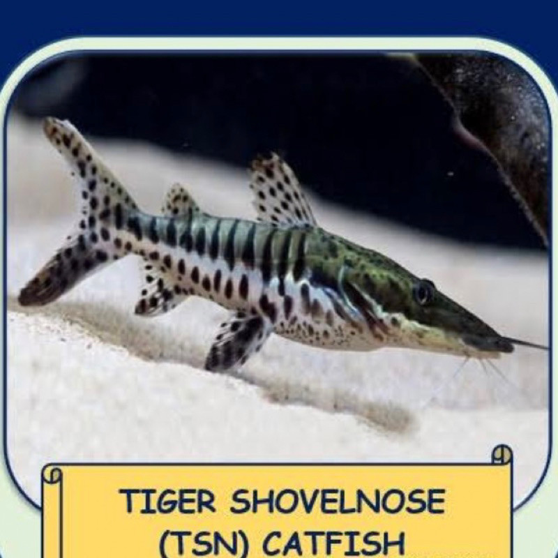 CODIKAN TSN 8-10 CM IKAN HIAS PREDATOR AIR TAWAR AQUARIUM