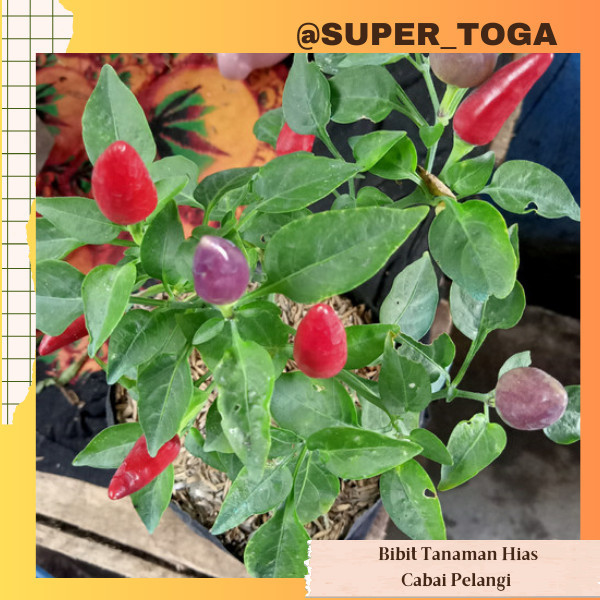 Cabai Pelangi bibit cabe pelangi bibit cabai pelangi bibit cabe hias bibit lombok pelangi