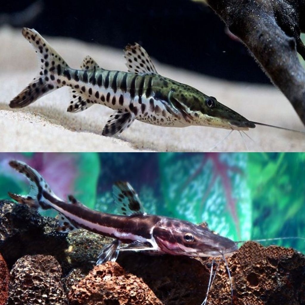 Ikan Hias TSN Size 9-11 cm Hiasan Aquarium predator aligator