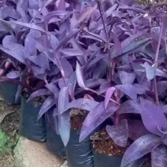 tanaman hias adam hawa ungu/pacok gaok/mega mendung