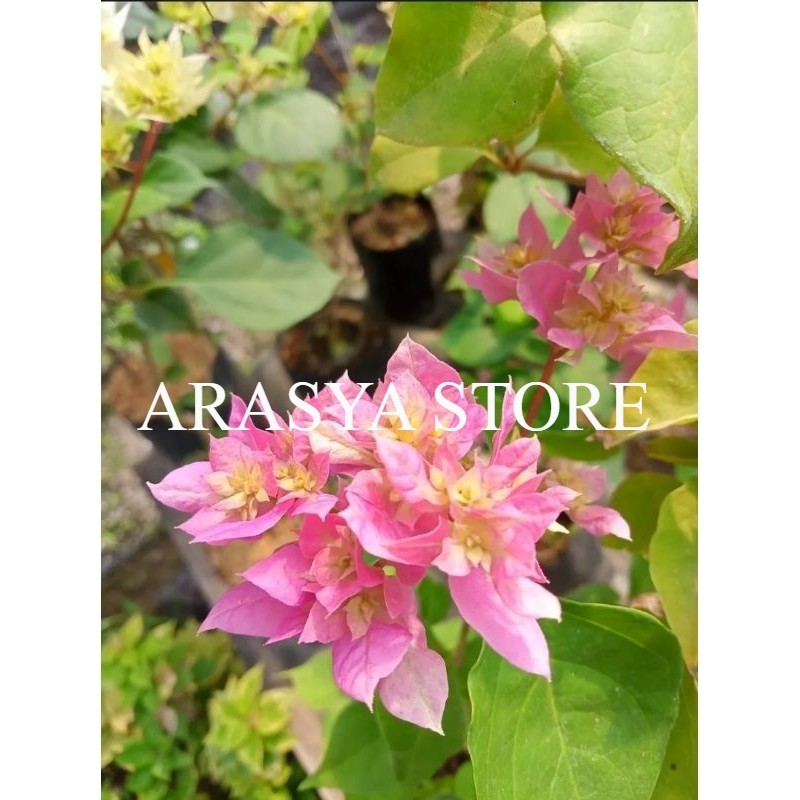 Tanaman Hias Bougenville Hawai Pink / Bougenville Bunga Tumpuk Pink