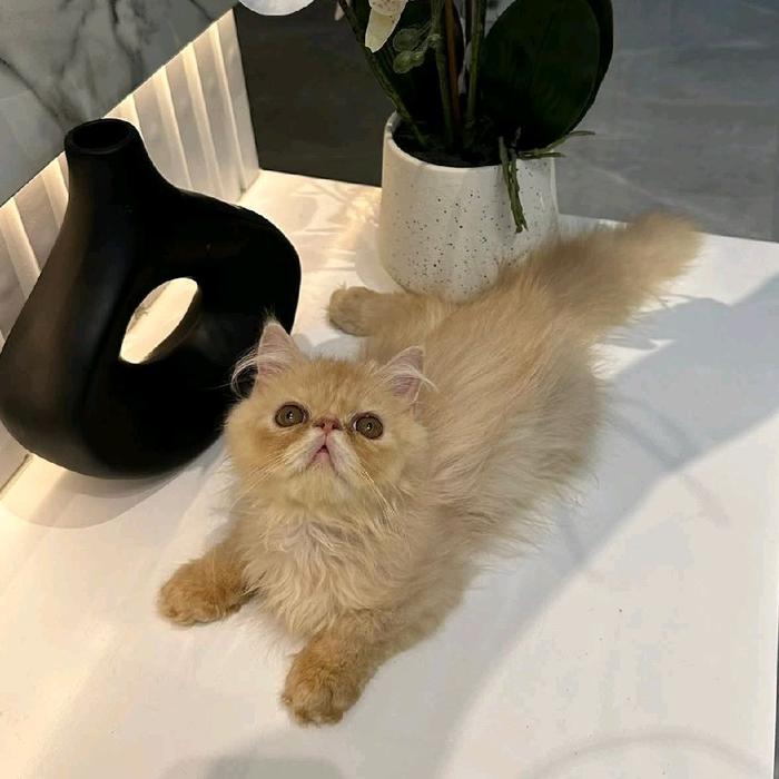 Kucing Kitten Persia Peaknose