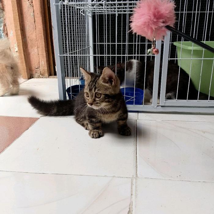 kucing munchkin shorthair marbel/kucing cebol mujaer/kucing kaki pendek