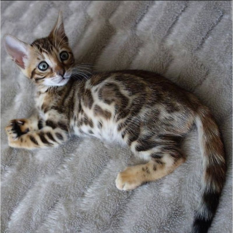 kucing bengal corak bagus jantan