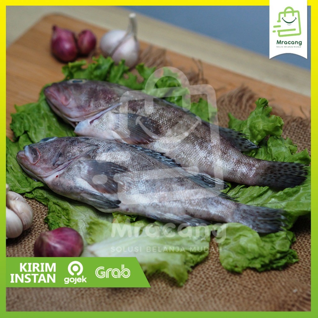 Ikan Kerapu / ikan laut -