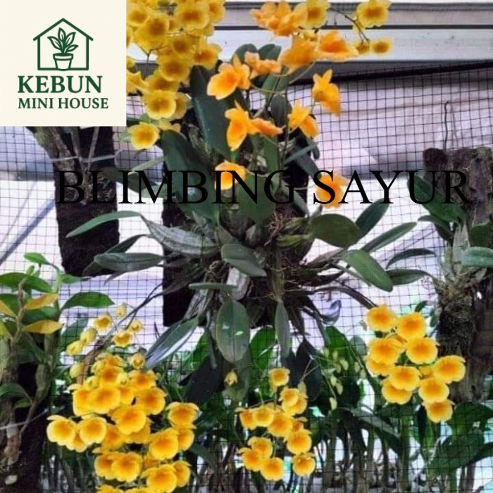 NEW (PROMO MURAH) Anggrek Dendrobium Agregatum Dewasa 20-25cm Polibek