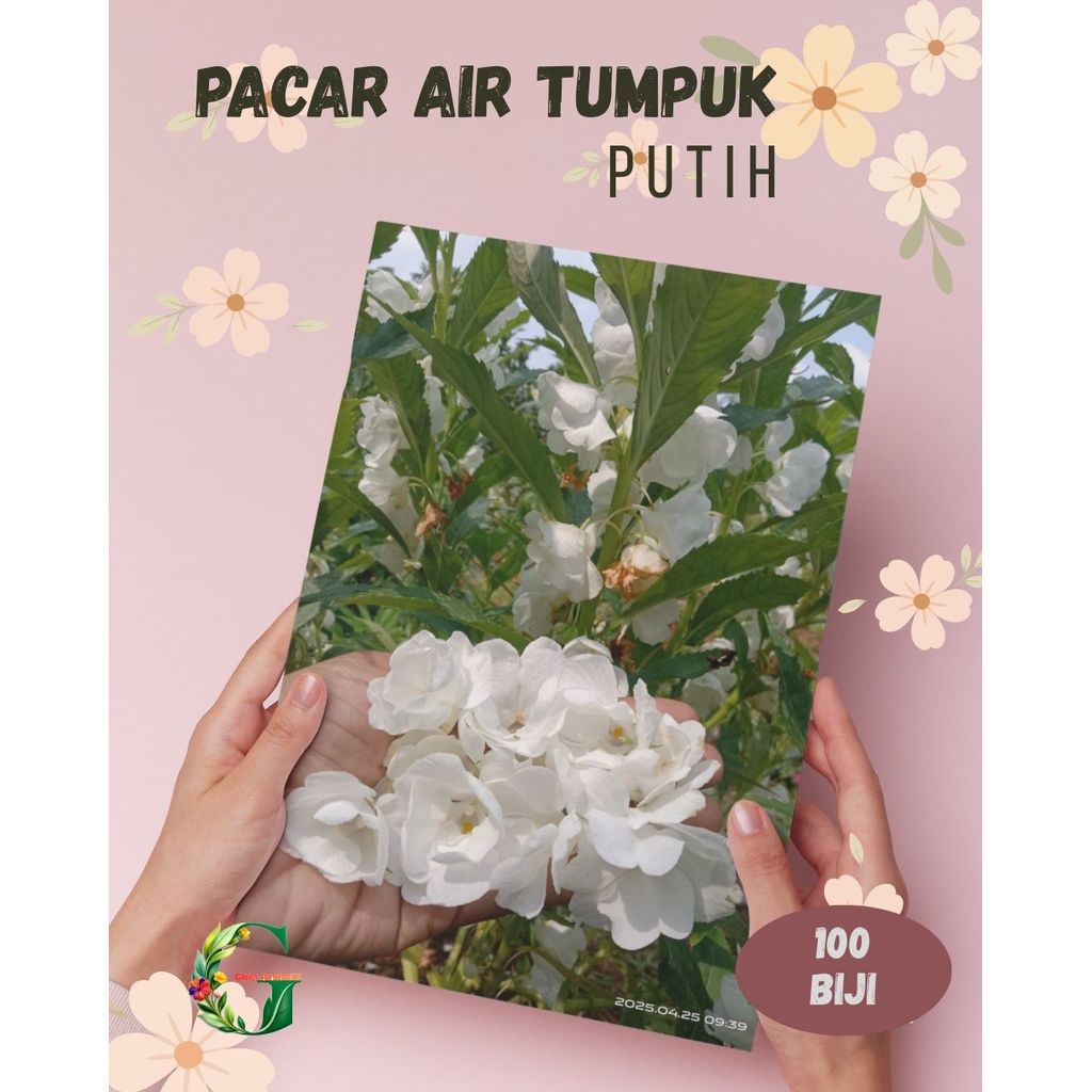 100 Benih Bunga Pacar Air Tumpuk Impatiens Basamina Putih