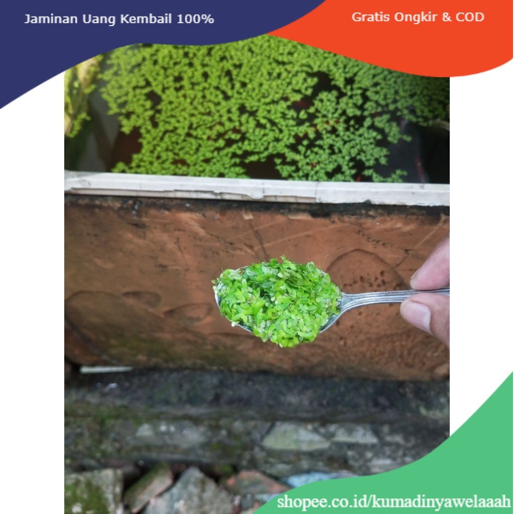 Per 1 Sendok | Tanaman Air Mata Lele / Lemna / Duckweed | Pakan Alternatif | lm-ppp