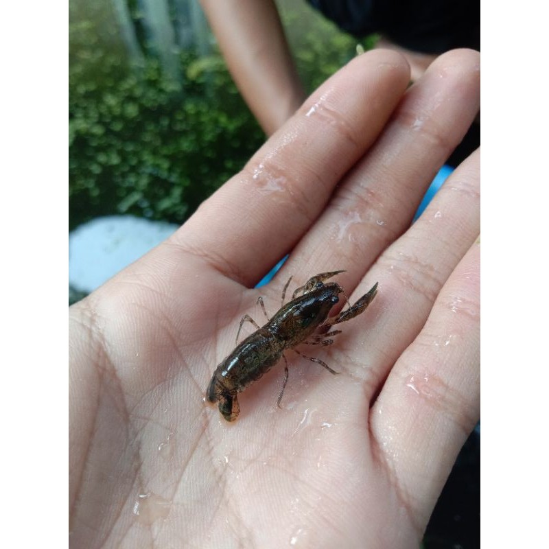 udang hias/lopster Mexico hiasan aquarium