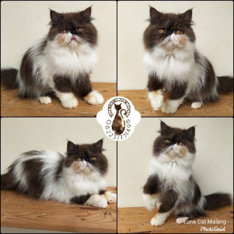 kucing persia peaknose