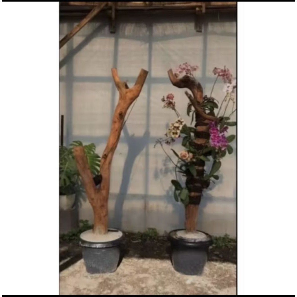 Promo Bonggol kayu kopi untuk media tanam anggrek/ panjang 1,5 meter cabang 2-4 siap pakai K.H.O