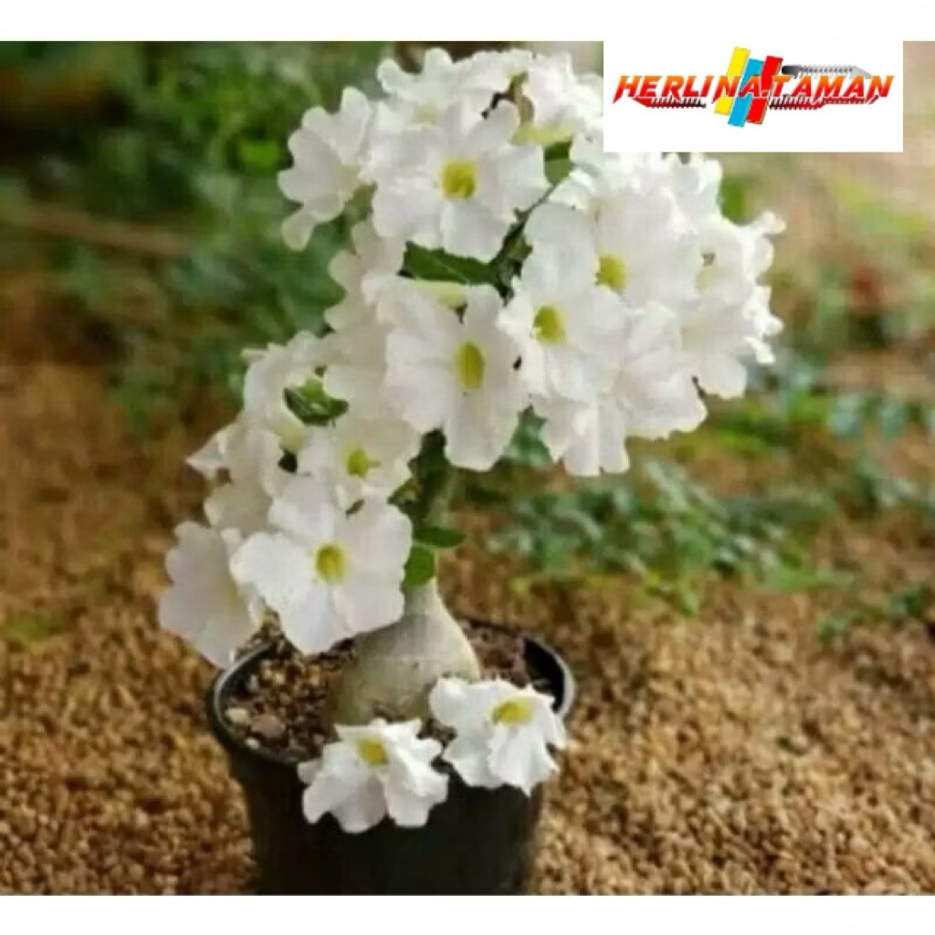 POHON ADENIUM TUMPUK WHITE - BUNGA PUTIH TUMPUK / KAMBOJA JEPANG