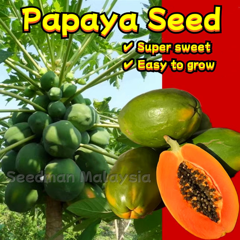 30 Seeds/pack Benih Betik Sekaki Dwarf Papaya Fruit Seeds  Sweet Papaya Seeds for Planting Benih Pok