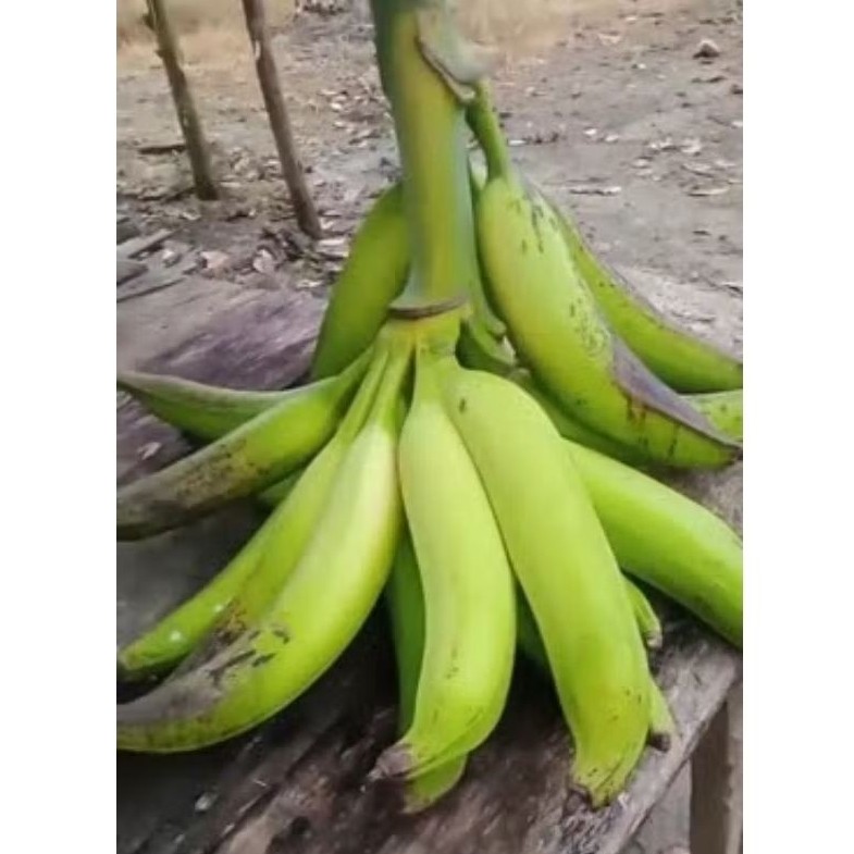 BIBIT ANAKAN PISANG TANDUK BOTOL CEPET TUMBUH BONGGOL BESAR SIYAP TANAM TINGGI 40/50CM BILA BIBIT SA