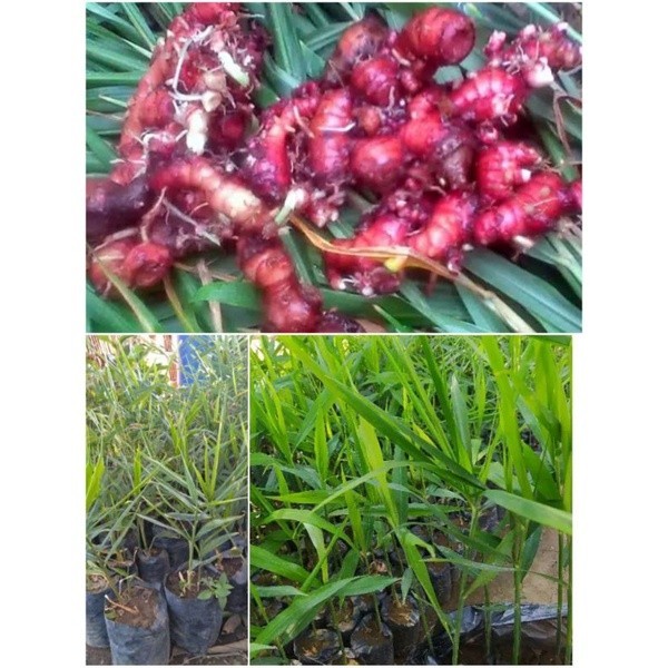 Bibit Tanaman Herbal Jahe Merah Super Siap Tanam