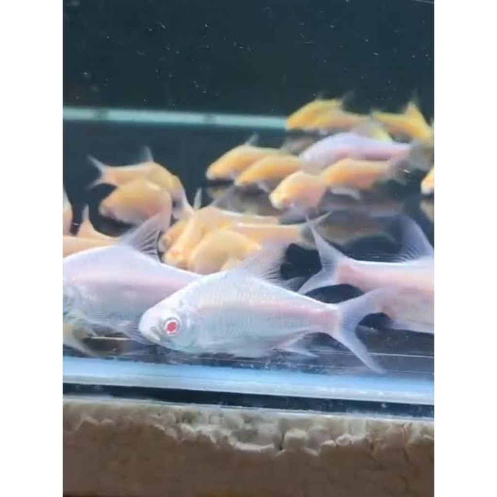KAVIAT albino / KAVIAT platinum ikan hias 6-7 cm