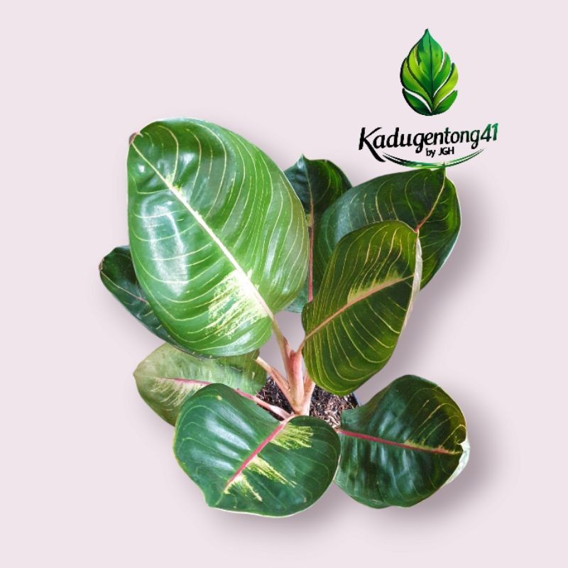 TERBARU Aglonema Moonlight Gerhana LETSGO GARDEN