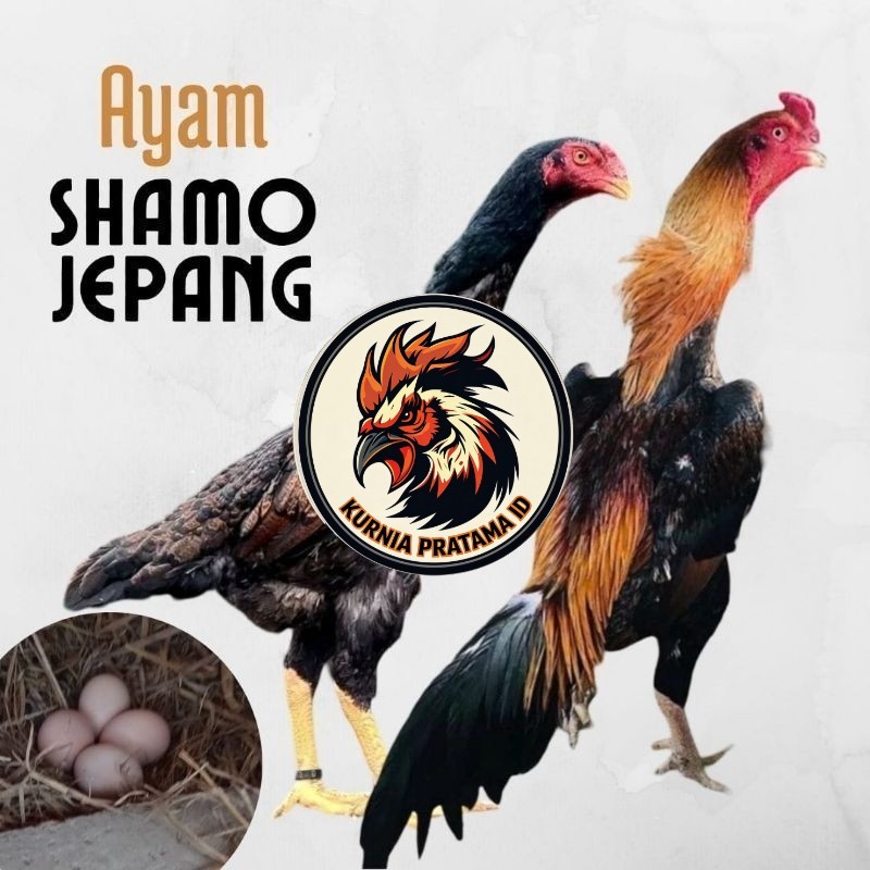 telur ayam shamo jepang ori petarung bisa untuk di tetaskan KURNIA PRATAMA ID