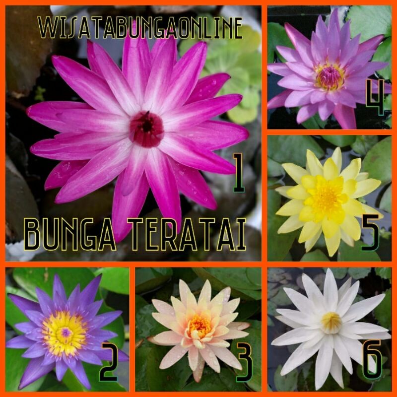 Bibit Bunga Teratai / Tanaman Hias Air