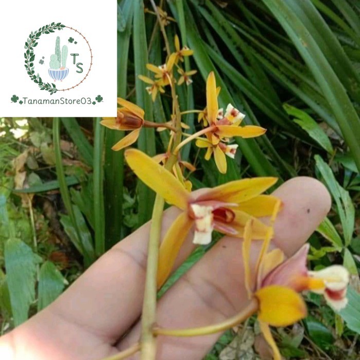 Bibit anggrek cymbidium finlaysonianum / cymbidium kuning