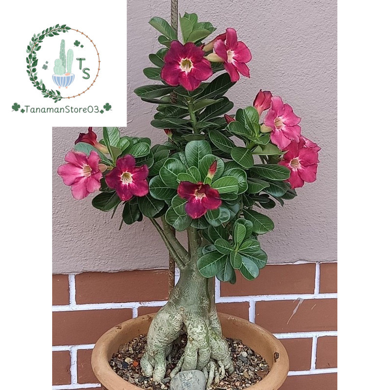 POHON KAMBOJA BONSAI ADENIUM KEMBANG TUMPUK//ADENIUM BONGGOL BESAR
