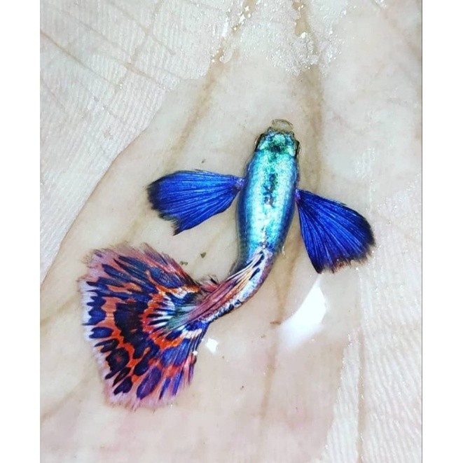 Pewangi Ikan Guppy PRMBE Platinum Mozaik HIASAN AKUARIUM