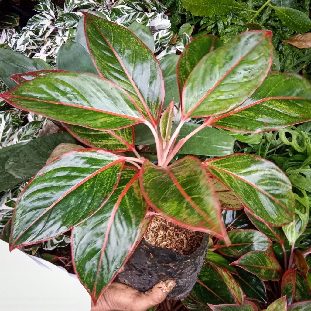 Tanaman Hias (BISA COD) Aglonema Red Lipstik Siam Aurora Ukuran BESAR RIMBUN DAN KECIL