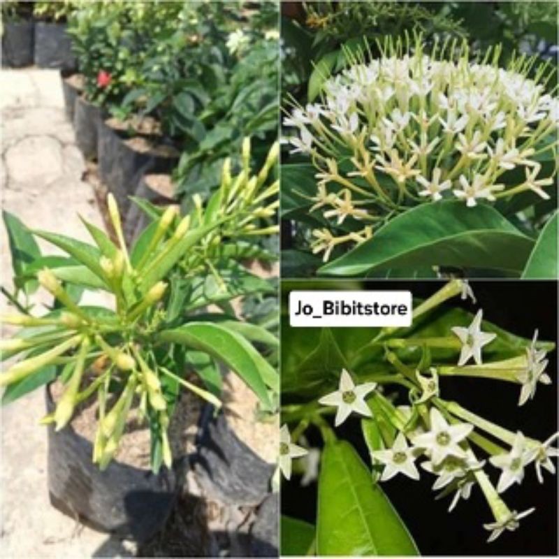 Asli Bibit Bunga Arumdalu | Bibit Melati Arum dalu Super Wangi