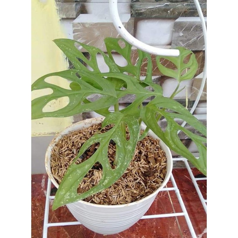 Bibit Tanaman Rambat Janda Bolong / Tanaman Hias Janda Bolong.