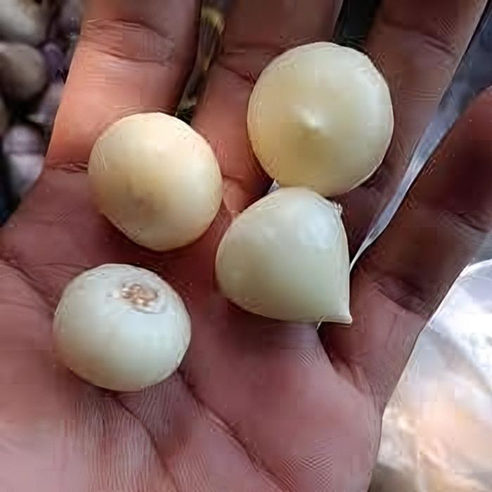 Termurah Bawang Putih Tunggal Kupas / Bawang Putih Tunggal/Bawang Lanang/Fresh Super - 1kg
