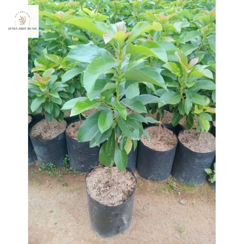 bibit alpukat siger 1/sibatu batang besar okulasi ( tinggi 1 meter) - SUPER TANAMAN UNGGUL