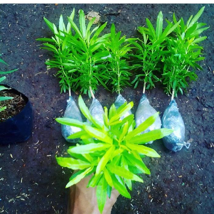 TANAMAN PENGUSIR NYAMUK ZODIA-TANAMAN ZODIA