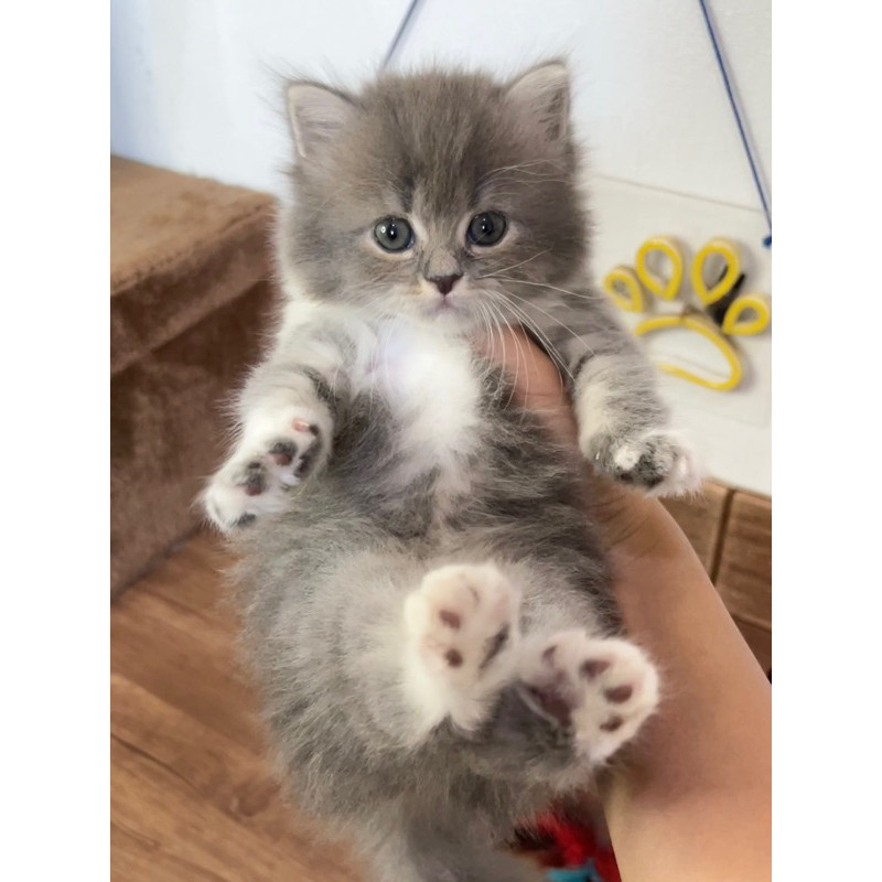 kucing kitten persia flatnose gembul longhair