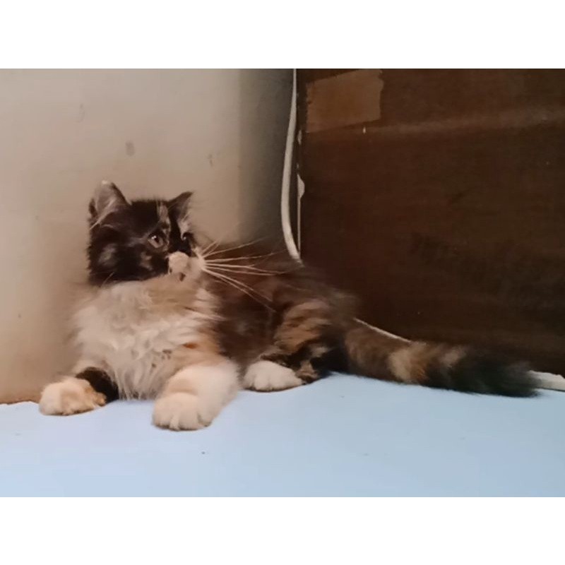 Persia flatnose longhair betina