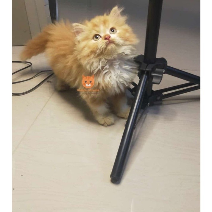 kucing Persia munchkin oren putih lucu