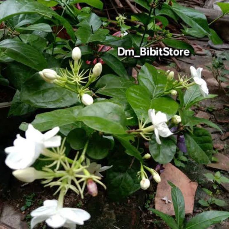 Bibit Melati Kampung Atau Melati Jawa Asli Super Wangi jaya