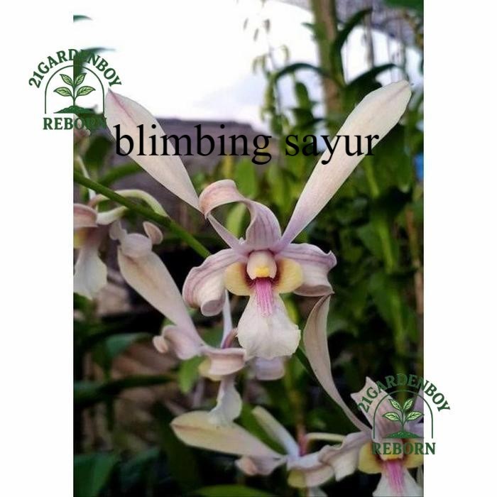 (PROMO AMBYAR)  Anggrek Dendrobium Capung Kalimantan Remaja .