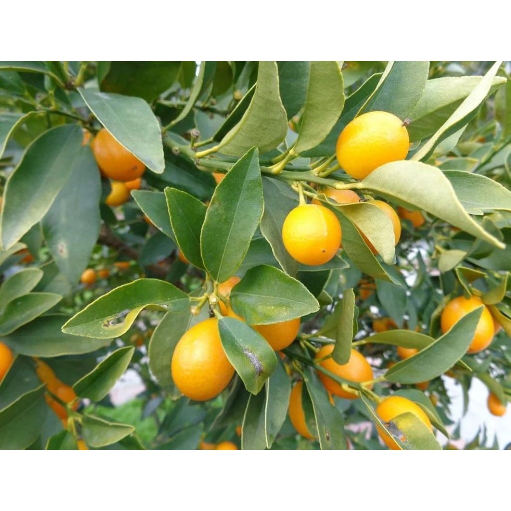 bibit jeruk tongheng super manis bisa di makan dengan kulitnya