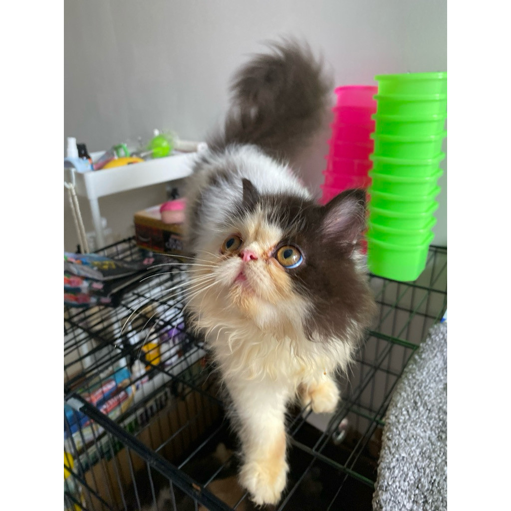 kucing peaknose pesek/ flatnose/munkin/longhair/shorthair