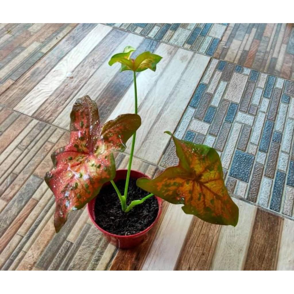 Umbi Keladi butterfly - Caladium butterfly - keladi hias