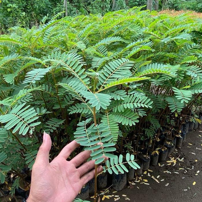 bibit tanaman pohon turi merah/putih super - turi putih