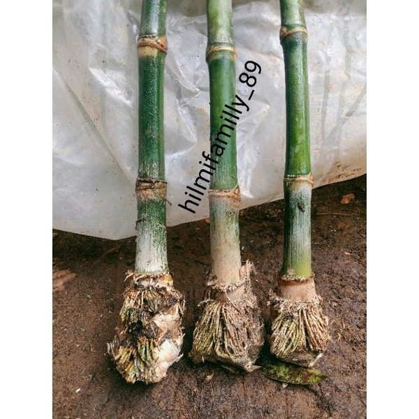 Bibit Bonggol Bambu Petung jumbo berakar,  Bambu Betung /Bibit Rebung Bambu petung jumbo