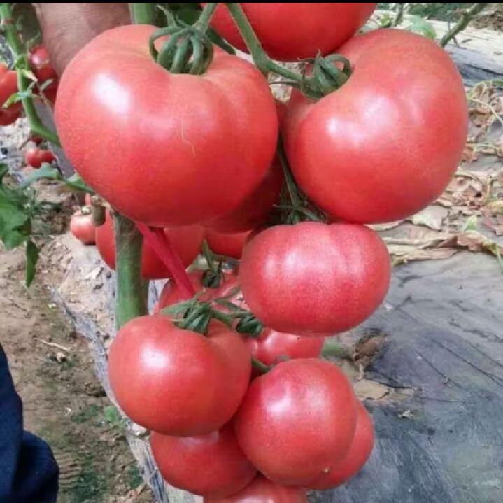 250 Biji -Benih Tomat Hibrida Biji Benih Sayur Tomat Besar Super Unggul
